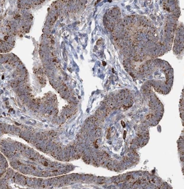 TRAF3IP2 Antibody - BSA Free