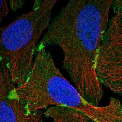 EPB41L3 Antibody - BSA Free
