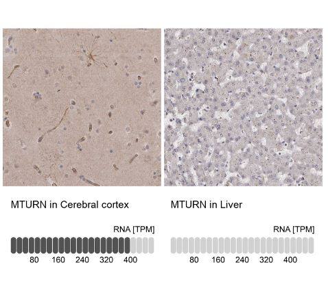 Ells1 Antibody