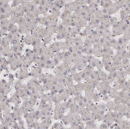 Ells1 Antibody