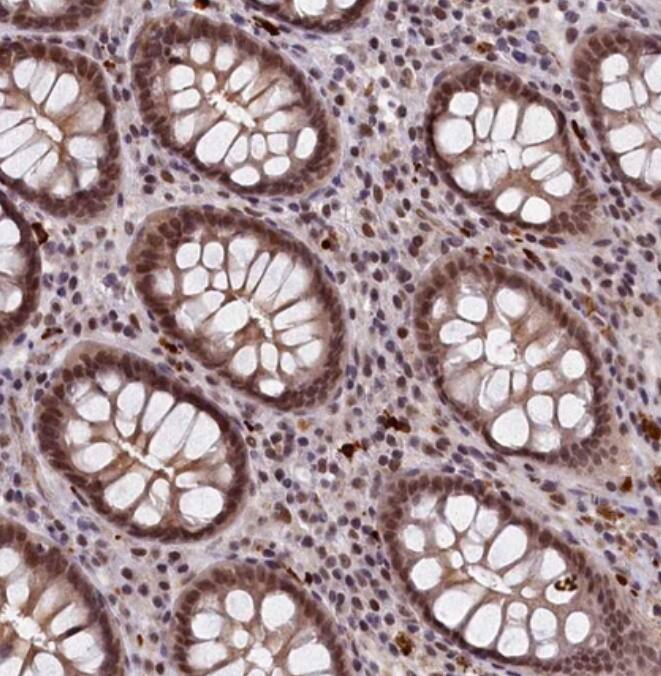 VWA9 Antibody - BSA Free