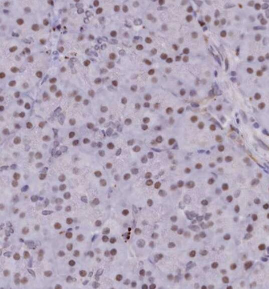 VWA9 Antibody - BSA Free