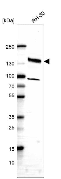 FAM178A Antibody Western Blot: FAM178A Antibody [NBP1-90744]