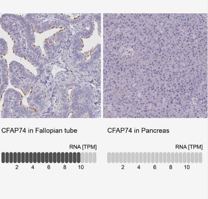 CFAP74 Antibody