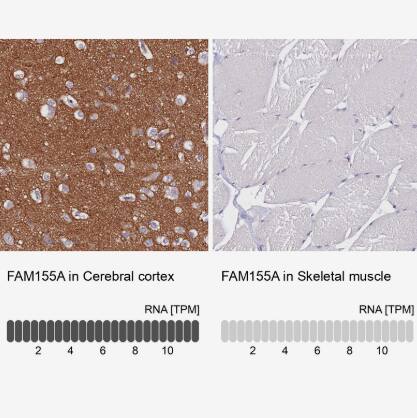 FAM155A Antibody