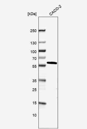 DDX19A Antibody