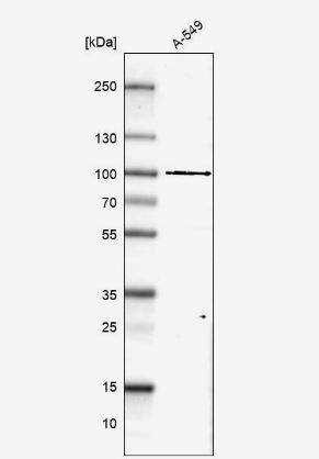GPATCH1 Antibody