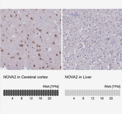 Nova2 Antibody