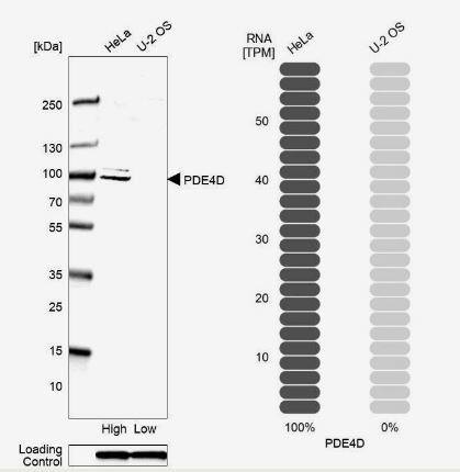 Phosphodiesterase 4D Antibody