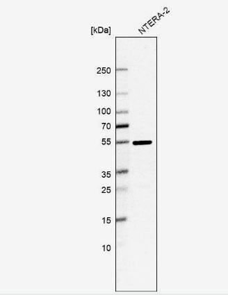 RNPS1 Antibody