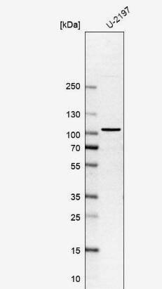 SPIRE1 Antibody
