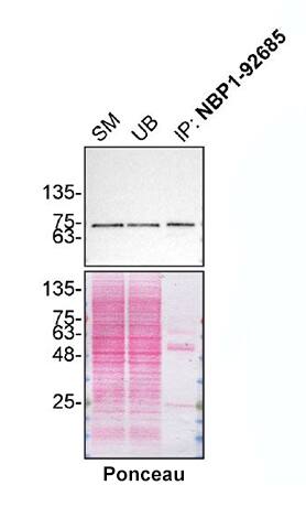 TAF15 Antibody (4D71)