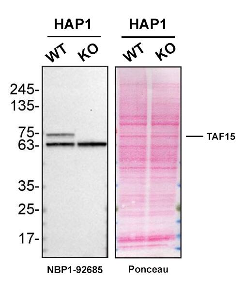 TAF15 Antibody (4D71)