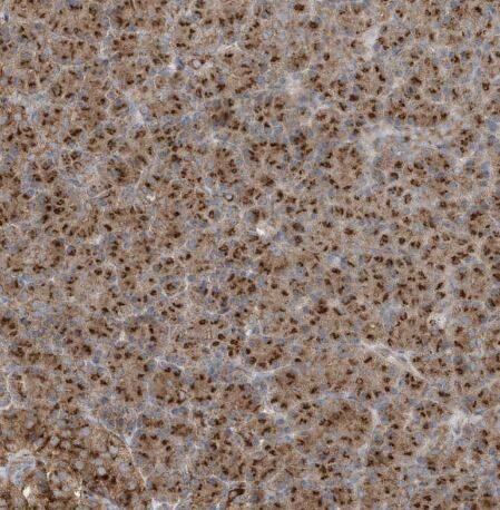 GOLGA4 Antibody