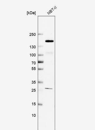 FAM83H Antibody