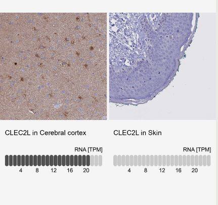 CLEC2L Antibody