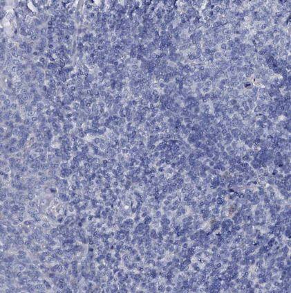 FAM123A Antibody