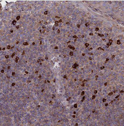 MIOS Antibody