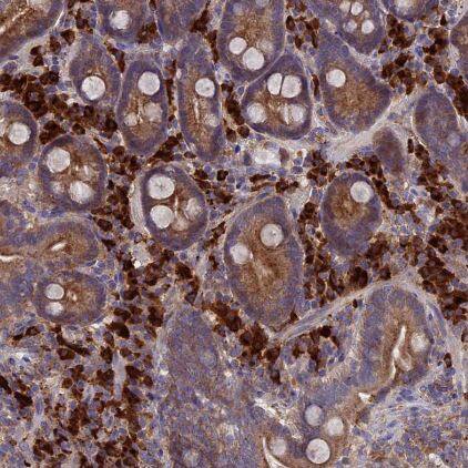 MIOS Antibody