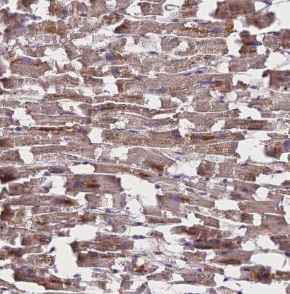 MIOS Antibody