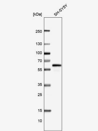 CAAP1 Antibody