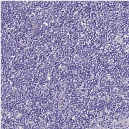 UGT2A1 Antibody - BSA Free