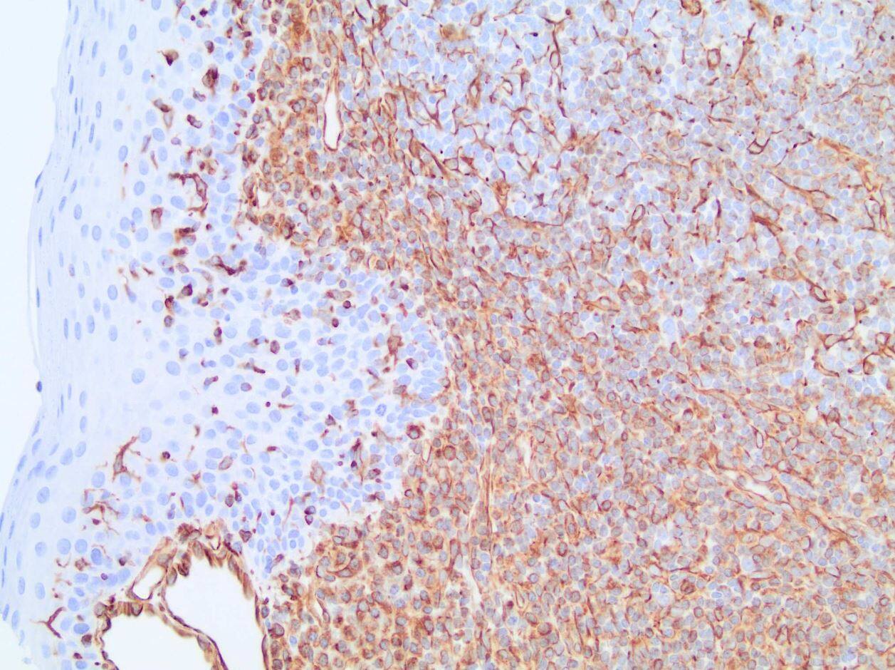 Vimentin Antibody (V9) - BSA Free