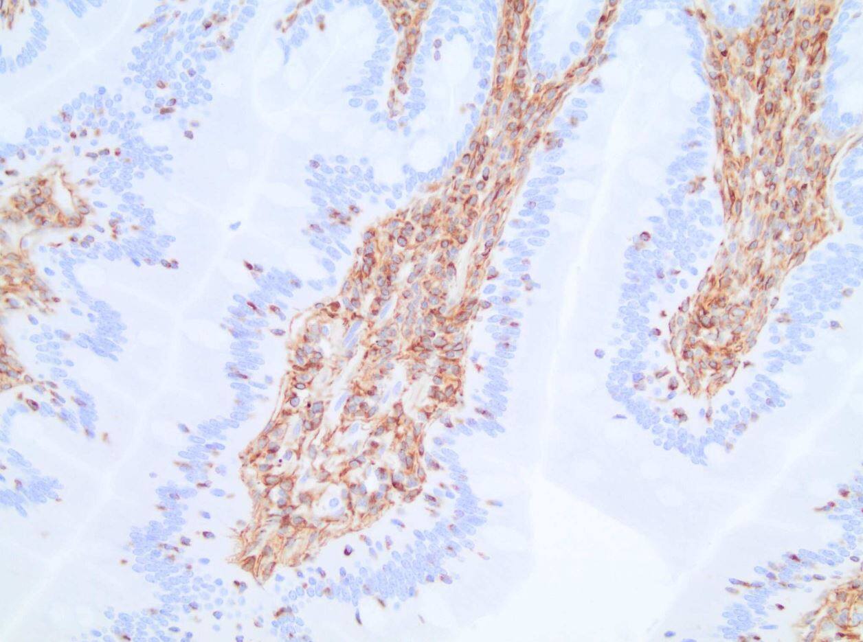 Vimentin Antibody (V9) - BSA Free