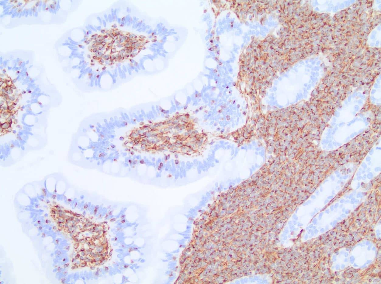 Vimentin Antibody (V9) - BSA Free