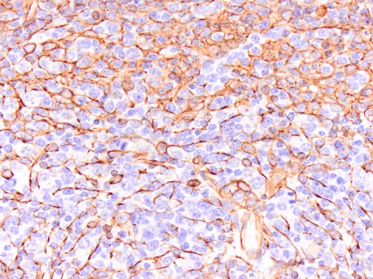 Vimentin Antibody (V9) - BSA Free