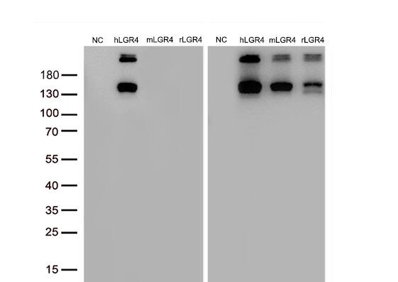 Lgr4/GPR48 Antibody (OTI2D1)