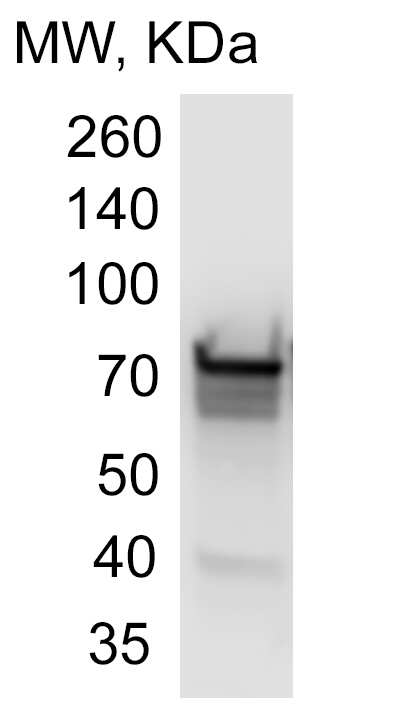 ERp72 Antibody (OTI2B9)