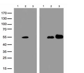 Layilin Antibody (OTI4C11)