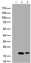 ID3 Antibody (OTI8B3)