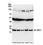 RNF5 Antibody