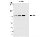 MAX binding protein Antibody - BSA Free