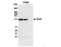 SCAP Antibody