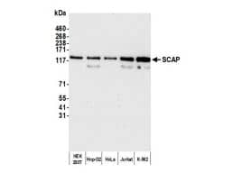 SCAP Antibody