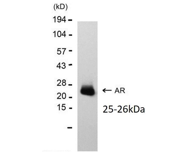 Amphiregulin Antibody (RM0151-7D17) - Azide and BSA Free