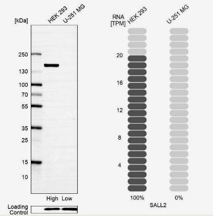 SALL2 Antibody