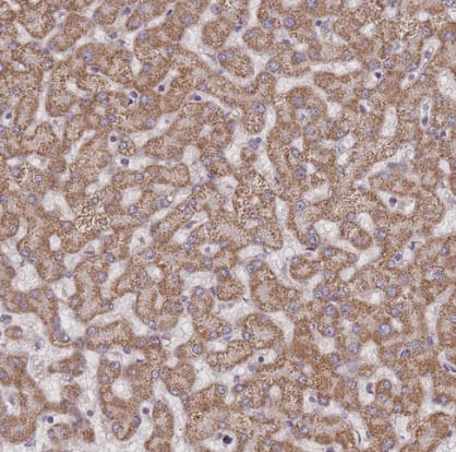 SLC25A42 Antibody - BSA Free