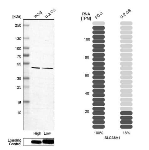 SLC38A1 Antibody