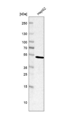 Snx6 Antibody