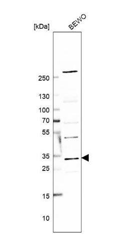 TMED5 Antibody