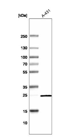 VKORC1L1 Antibody