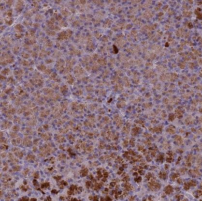 PLCXD3 Antibody