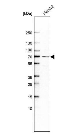 PRODH2 Antibody