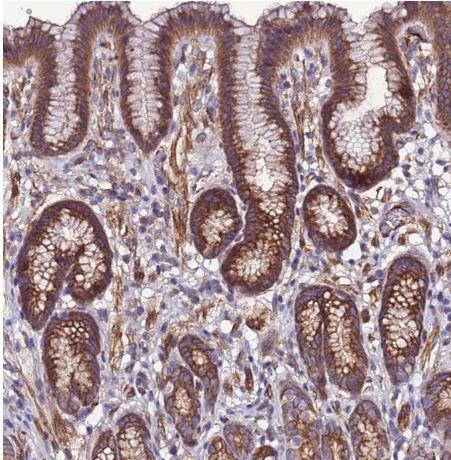 EI24 Antibody
