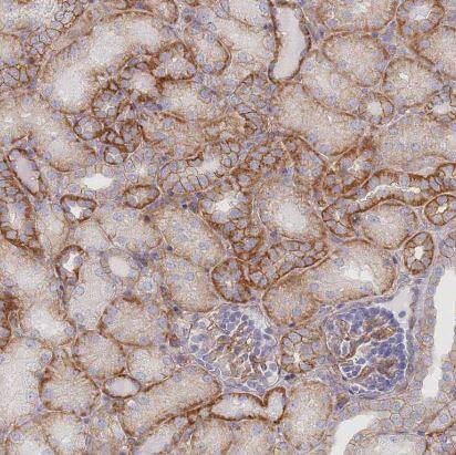 G protein beta 4 Antibody