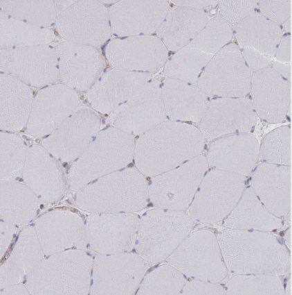 G protein beta 4 Antibody